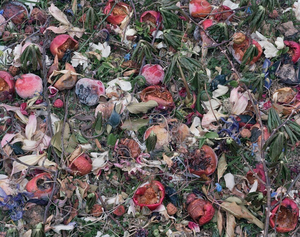 Color photograph of flowers and rotting fruit in a grassy patch.
